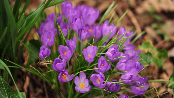 Весенние желтенькие цветочки