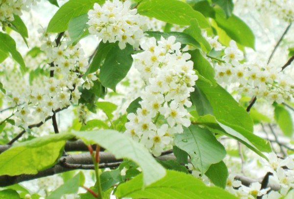 Черемуха Маака цветение