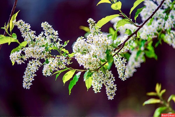 Цветущая черемуха