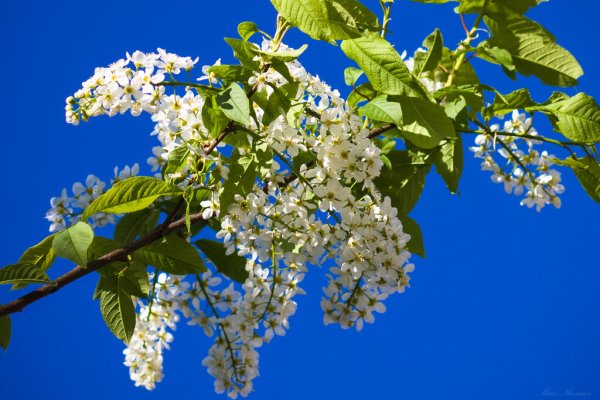 Цветение черёмухи