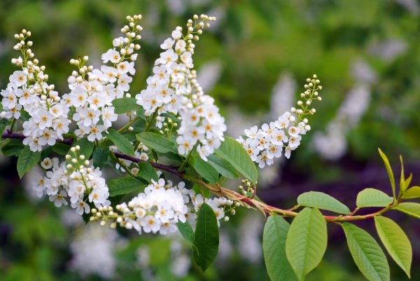 Черемуха Padus mahaleb