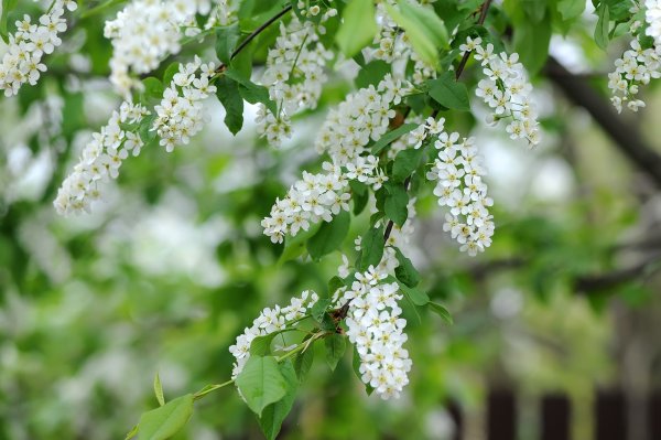 Цветы черемухи