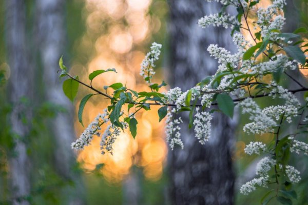 Дерево черемухи сирени