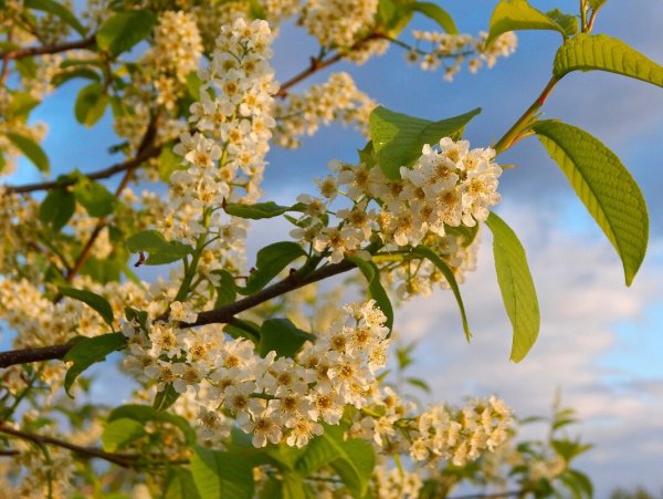 Цветущая черемуха