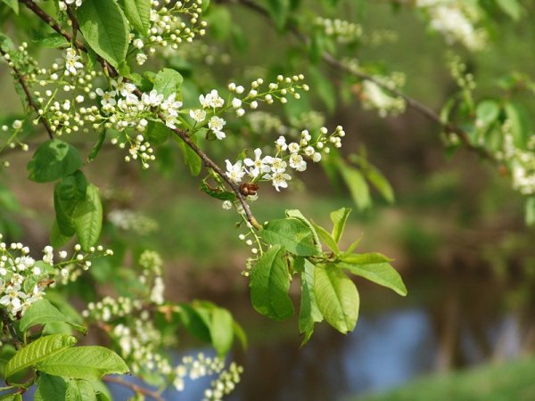 Цветение черёмухи