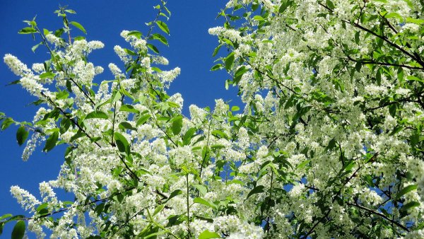 Черемуха у реки