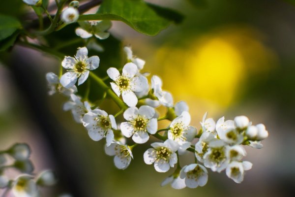 Цветение черёмухи