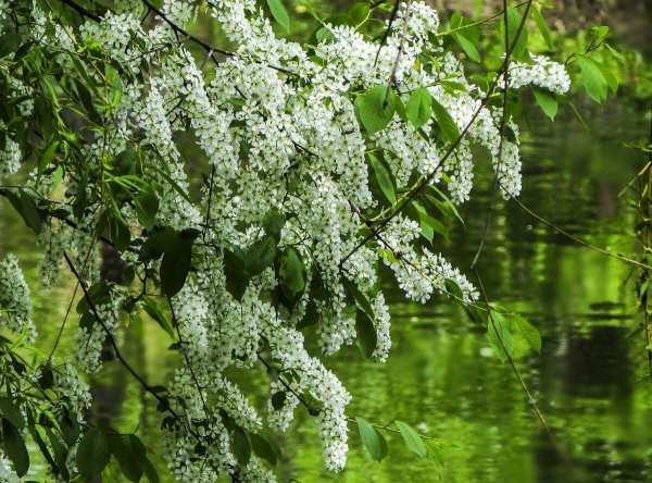 Черёмуха душистая