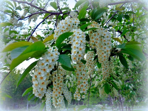 Черемуха фон