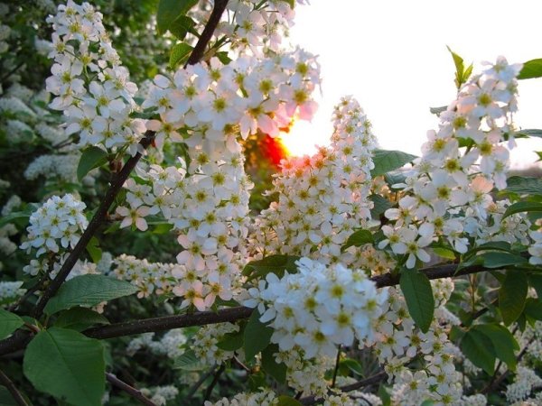 Черемуха в росе