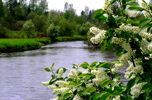 Аллея черемухи