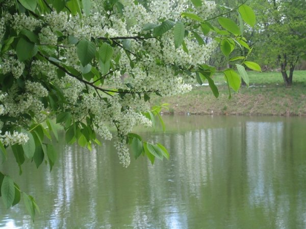 Майский сад сирень черёмуха