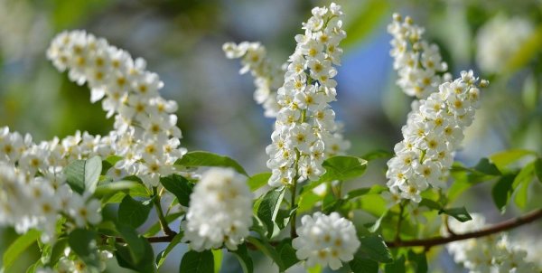 Псков цветение черемухи