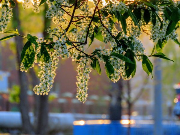 Черемуха цветет Ясная Поляна