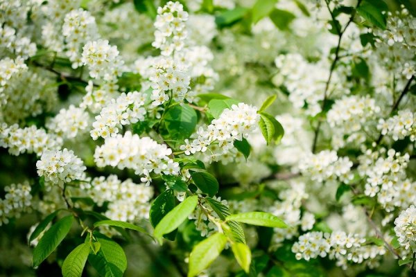 Дерево черемухи сирени
