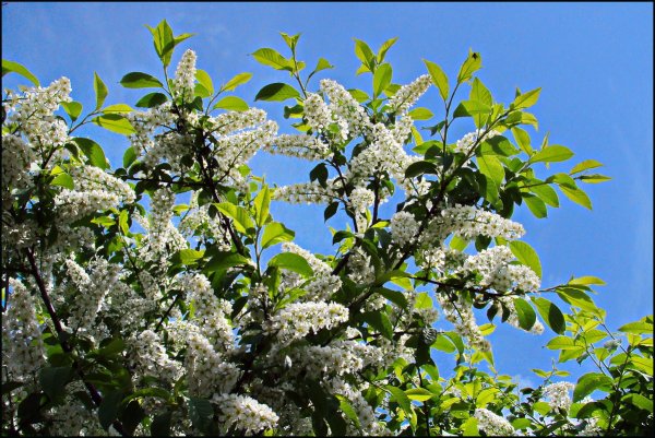 Цветение черёмухи