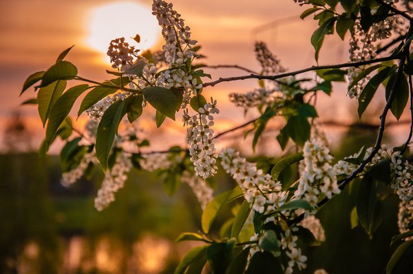 Весна черемуха дерево