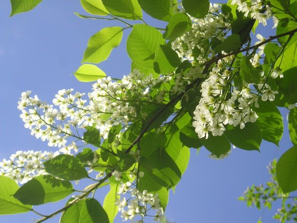 Черемуха дерево