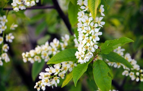 Цветёт черёмуха солнце