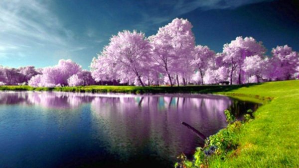 Крокус весенний