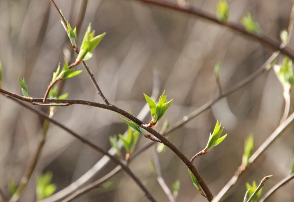 Первые листочки на деревьях