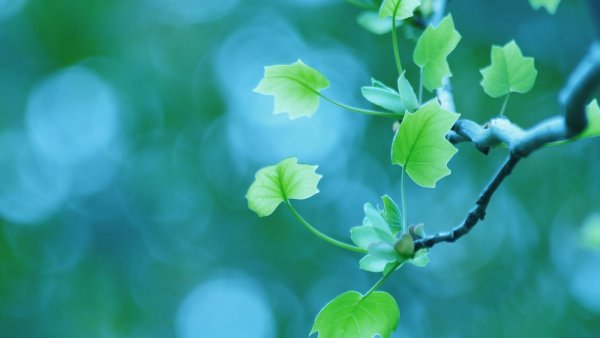 Весенние листья