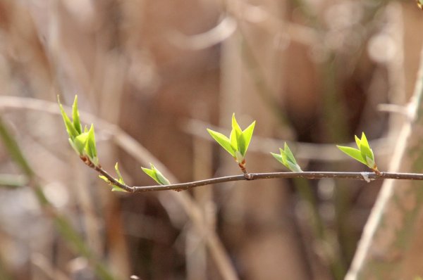 Распускаются первые листья