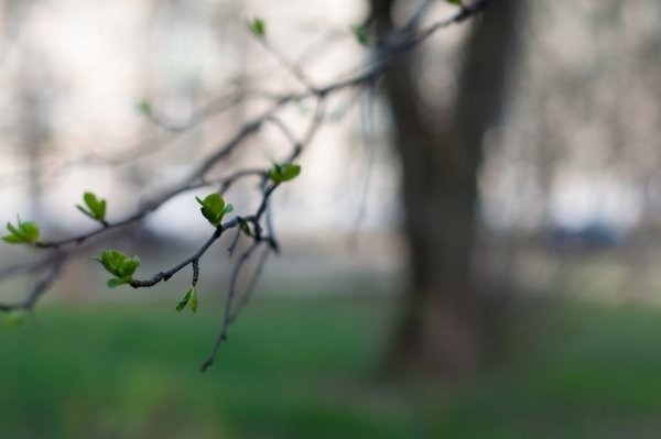 Весна первые листочки