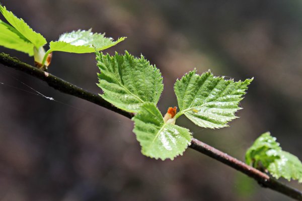 Красивые ветки деревьев
