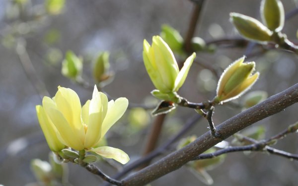 Магнолия распускается почки