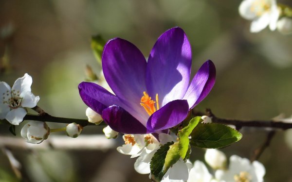 Красивый распустившийся цветок