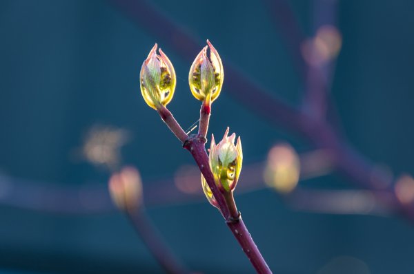 Распускаются почки на деревьях весной