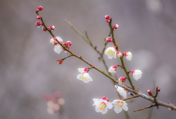 Весенняя ветка