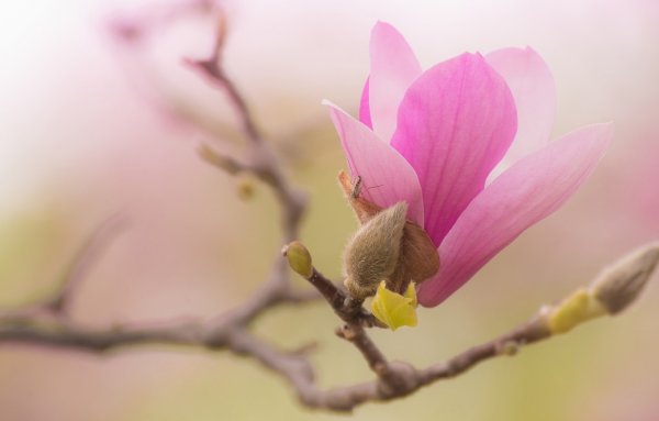 Магнолия цветовая почки