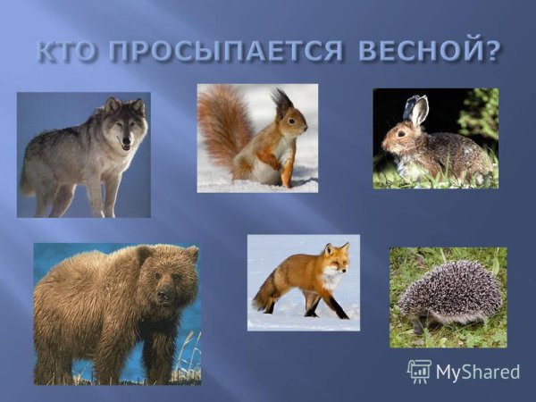 Звери просыпаются весной