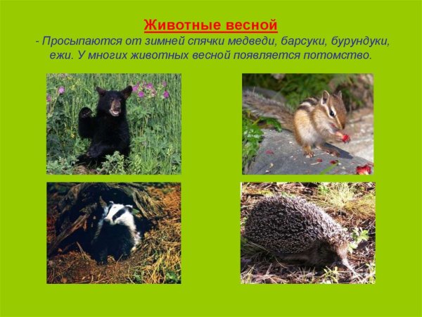 Животные просыпаются весной