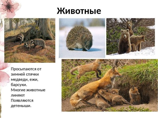 Какие животные просыпаются весной