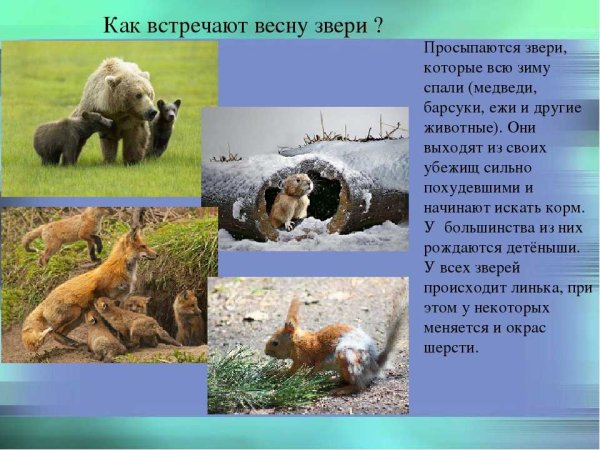 Животные просыпаются весной