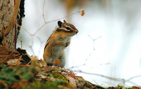 Медведь проснулся