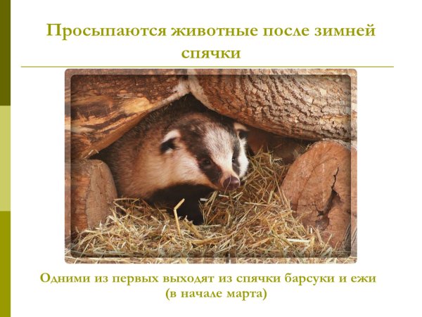 Медведь весной