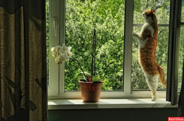 Кот окно Весна