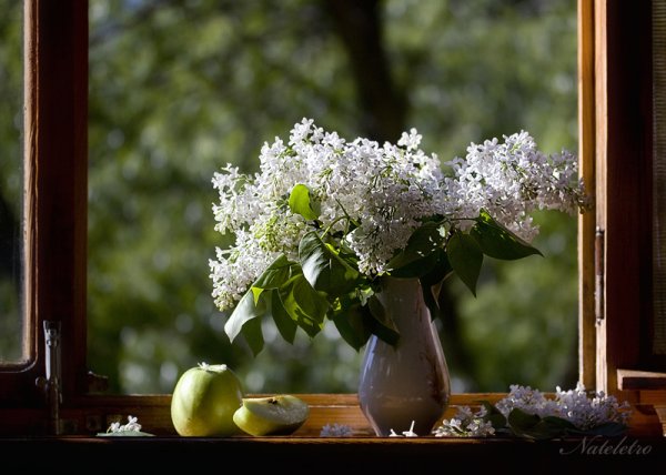 Сирень за окном