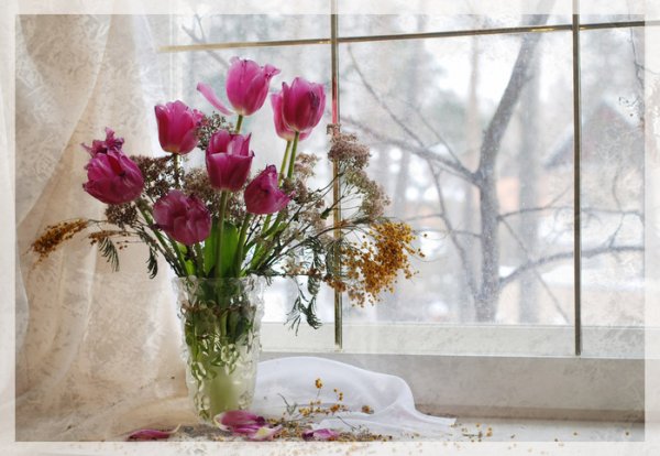 Цветы на зимнем окне