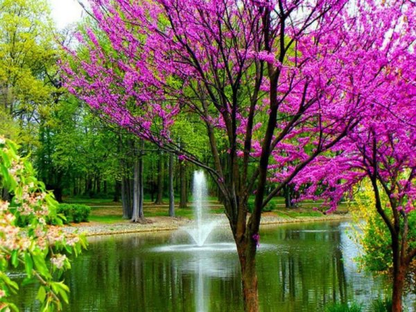 Весна на рабочий стол