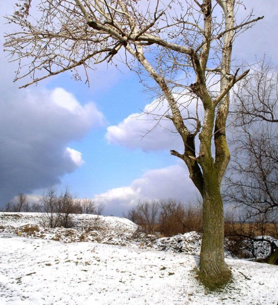 Деревья ранней весной