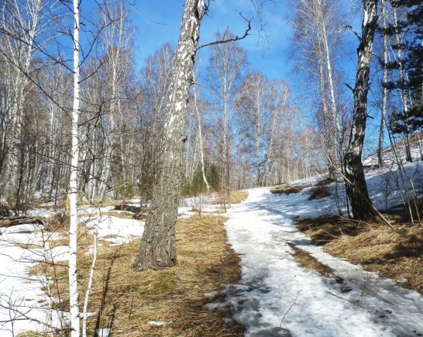 Дерево перед весной