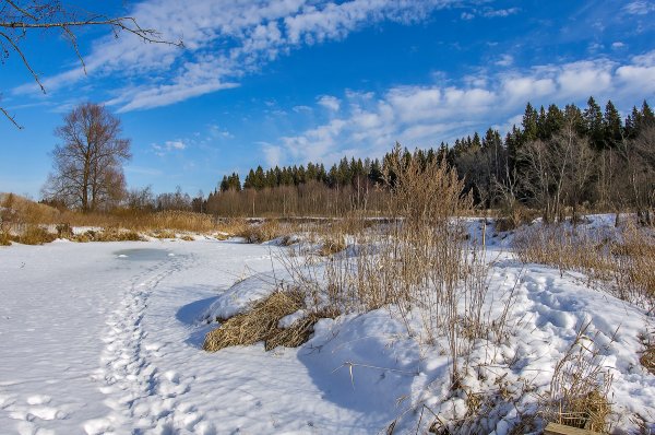 «Ранняя Весна» художника п. петровичева
