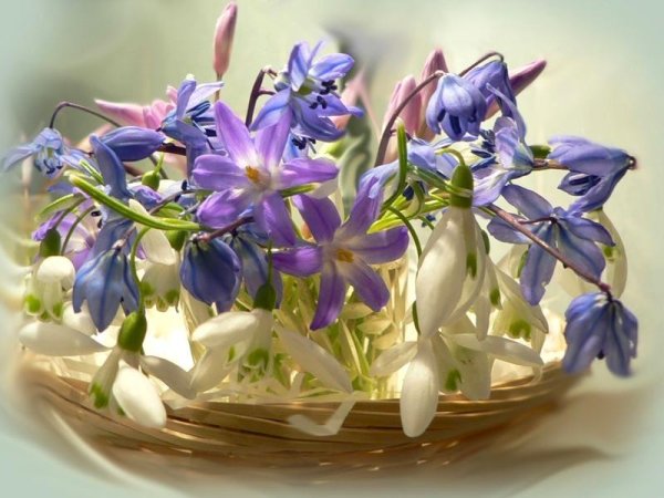 Весенний букет подснежников