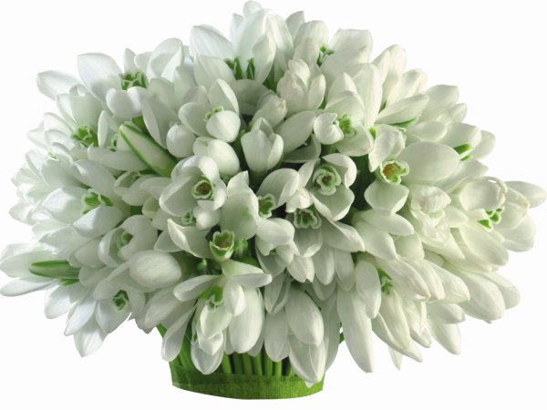 Букет подснежников