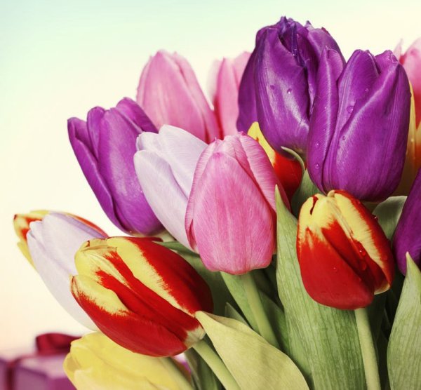 С днём рождения тюльпаны